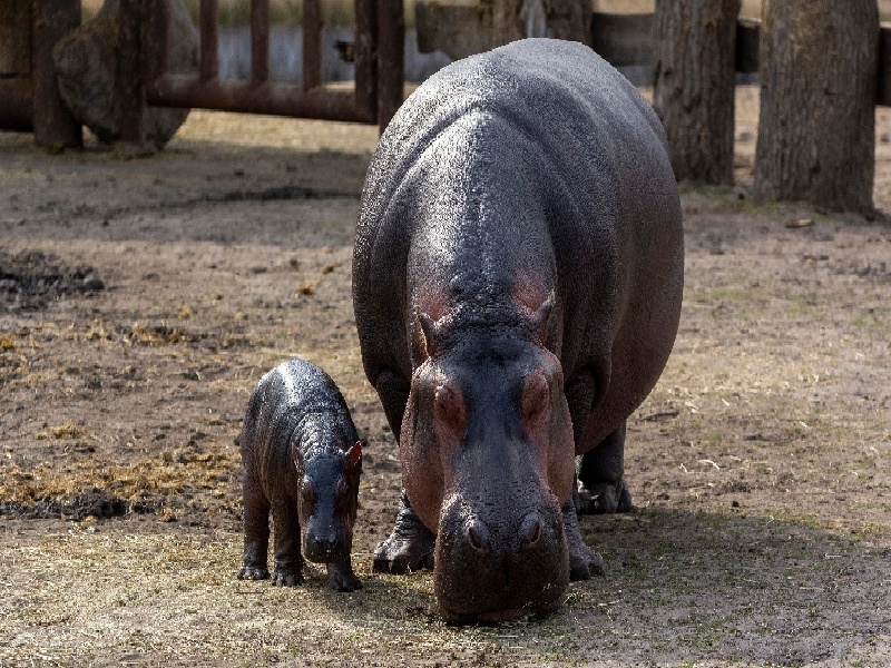 震动试管内液体试管选择医院河南试管婴移植后